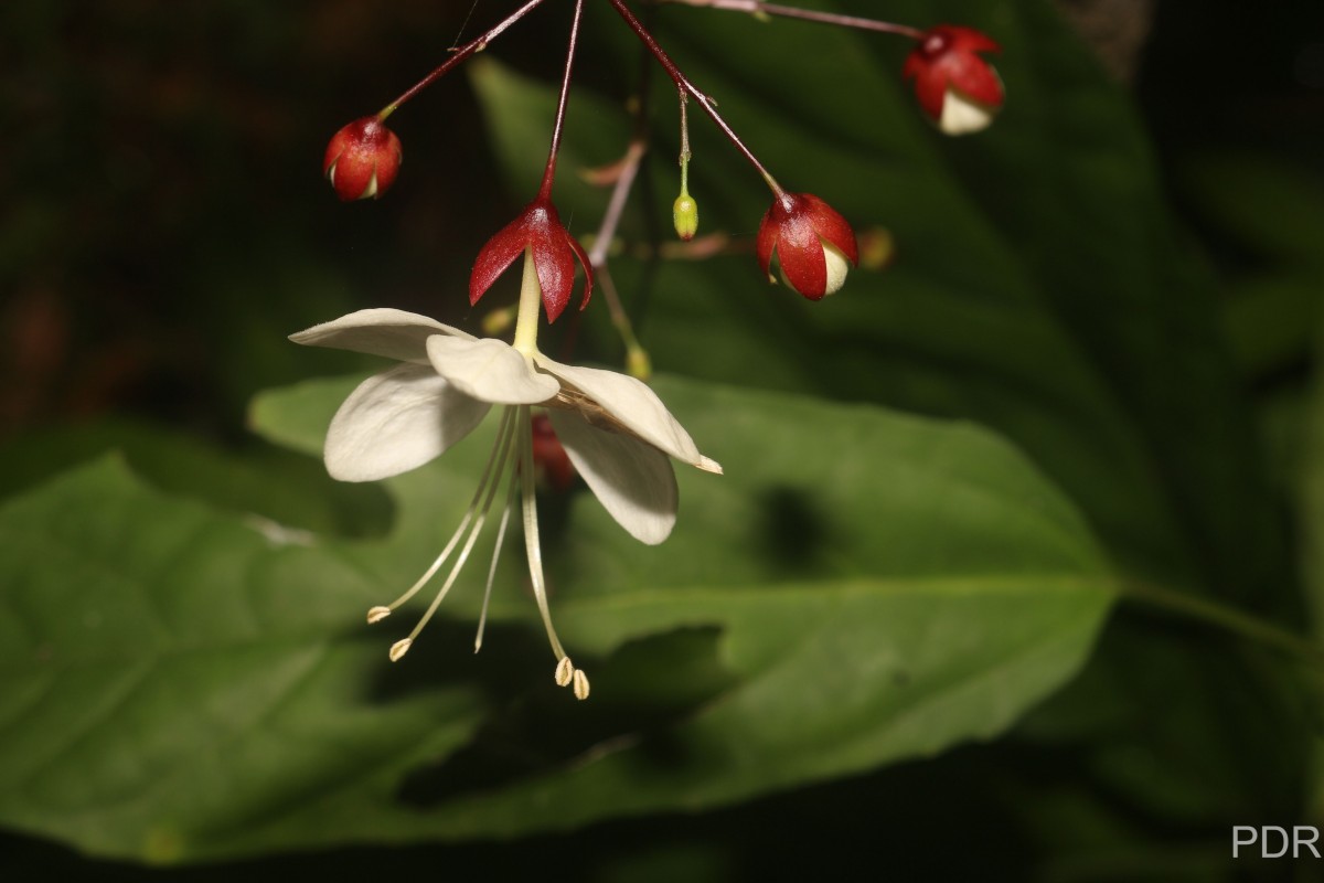 Clerodendrum smitinandii Moldenke